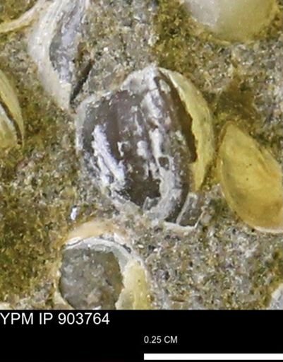 Corbulamella sp.