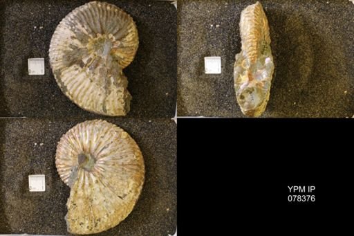 Jeletzkytes nebrascensis