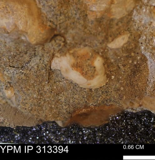 Corbicula sp.