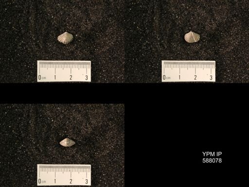 Platystrophia laticostata