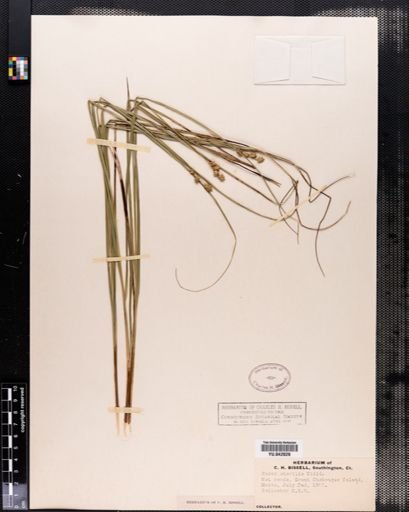 Carex sterilis