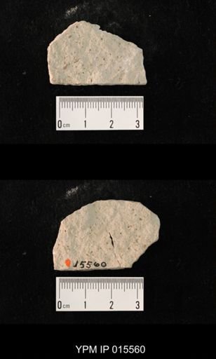 Probnis speciosa