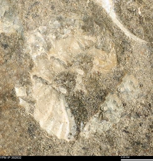 Scaphites sp.
