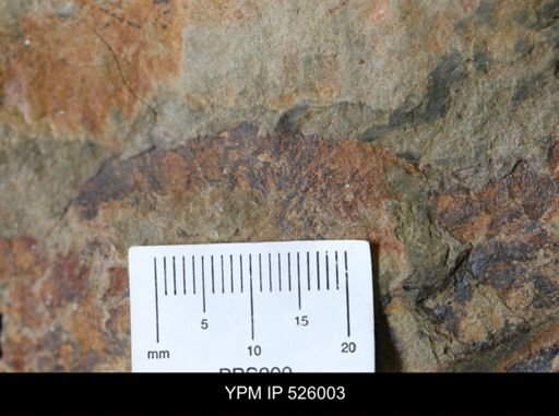 undet. Arthropoda