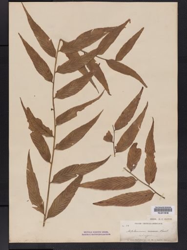 Asplenium