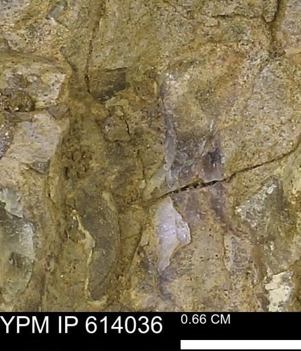 undet. Mollusca