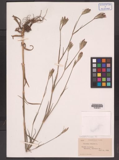 Dianthus armeria