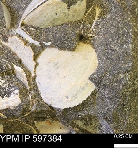 Limopsis striatopunctatus