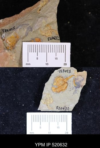 Chauvelicystis sp.