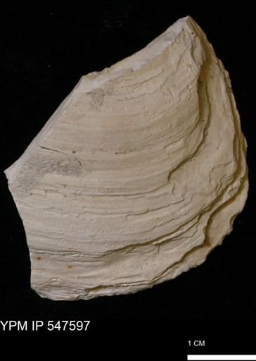Mya arenaria