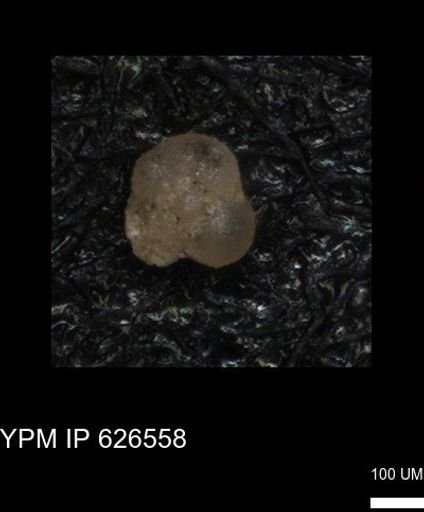 undet. Foraminiferida