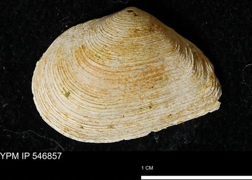 Cumingia tellinoides
