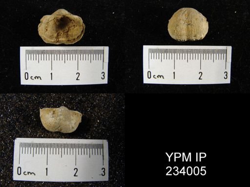 Marginifera wabashensis