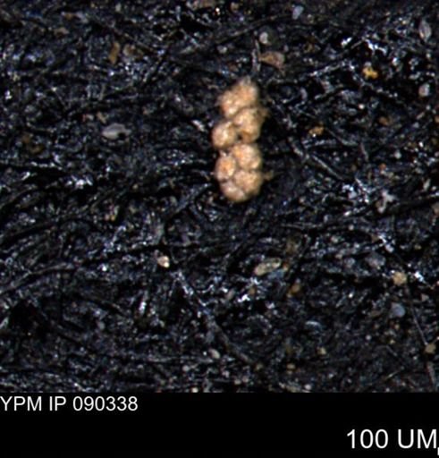 Ammobaculoides phaulus