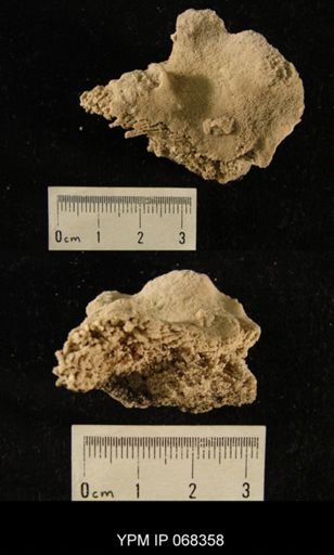undet. Bryozoa