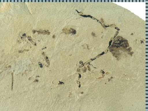 undet. Heteroptera