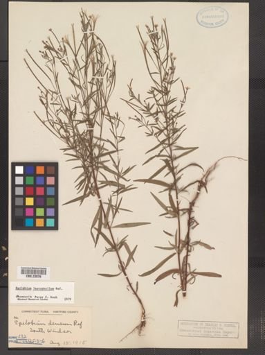 Epilobium leptophyllum