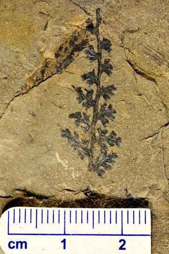 Sphenopteris sp.