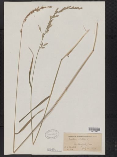 Festuca elatior