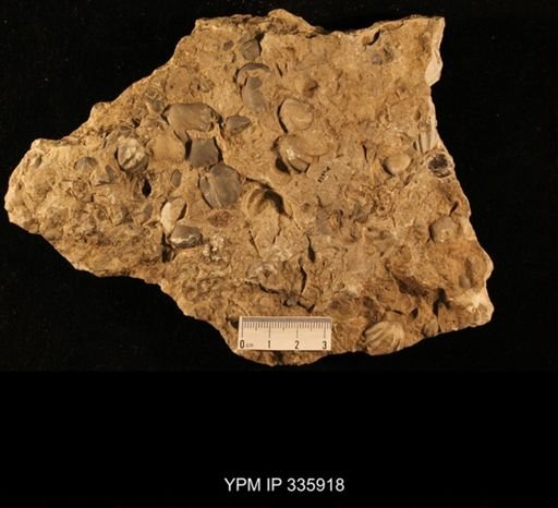 Enteletes pugnoides