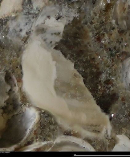 Corbulamella gregaria