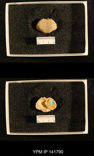 Productus (Dictyoclostus) indicus