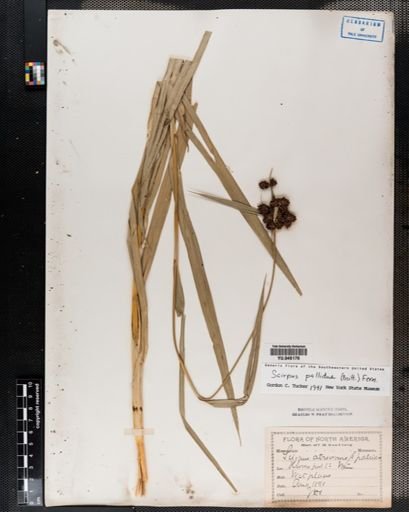Scirpus pallidus