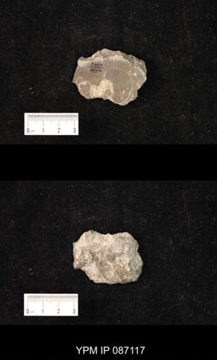 undet. Nautiloidea