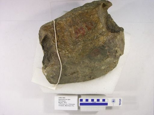 Apatosaurus ajax