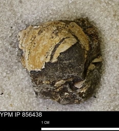 Limopsis striatopunctatus