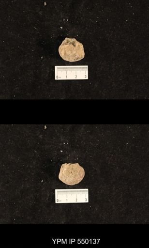 Bellerophon capax