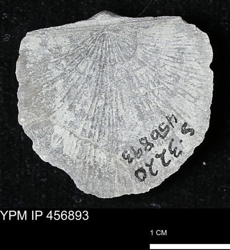 Stropheodonta sp.