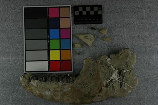 Subhyracodon sp.