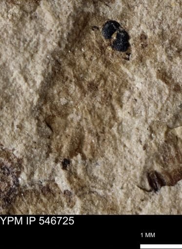 undet. Insecta
