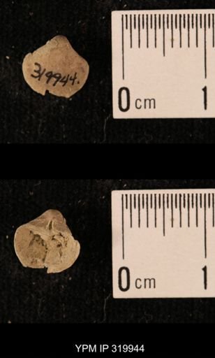 Ambocoelia planoconvexa