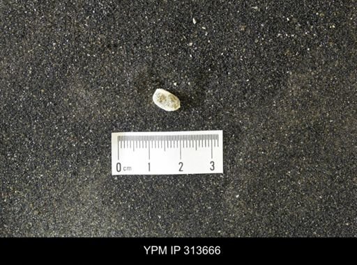 Corbicula?