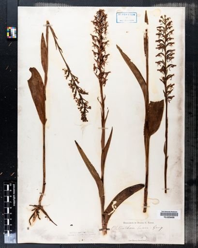Platanthera lacera