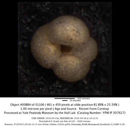 Globigerina bulloides