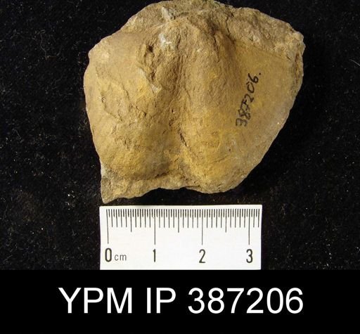 undet. Cyrtospiriferoidea