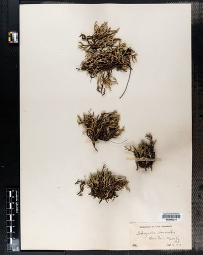 Selaginella
