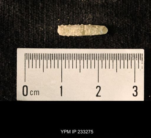 Archaeocidaris sp.