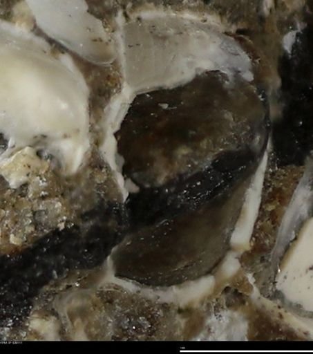 Corbulamella gregaria