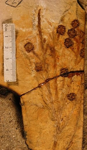 Sequoia affinis