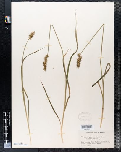 Carex stipata