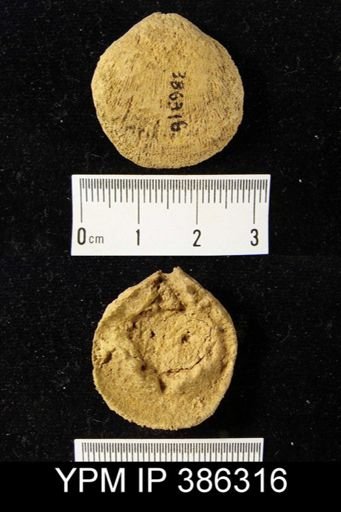 undet. Orthida