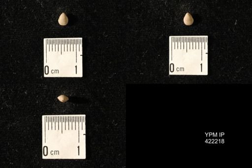 Dielasma turgida