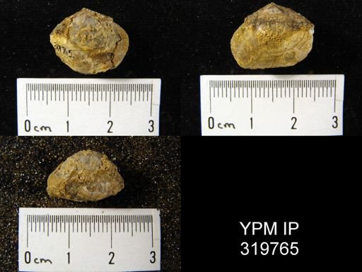 Schizophoria sp.