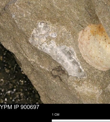 Anomia gryphorhyncha