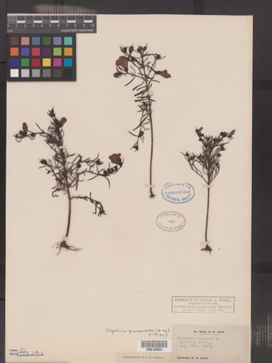 Agalinis paupercula