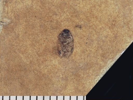 Coleoptera